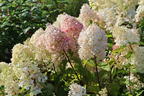 Rispenhortensie Royal Majestics 'Baby Lace' - Hydrangea paniculata Royal Majestics 'Baby Lace'