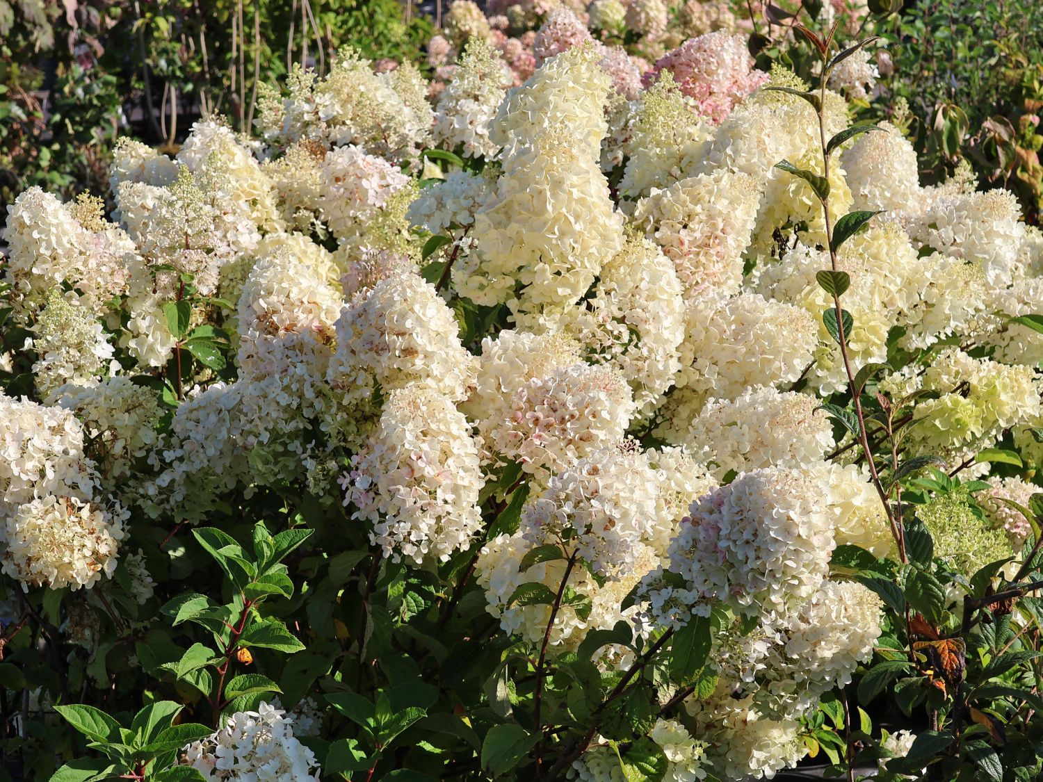Rispenhortensie Royal Majestics 'Baby Lace' - Hydrangea paniculata Royal Majestics 'Baby Lace'