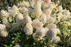 Rispenhortensie Royal Majestics 'Baby Lace' - Hydrangea paniculata Royal Majestics 'Baby Lace'
