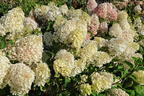 Rispenhortensie Royal Majestics 'Baby Lace' - Hydrangea paniculata Royal Majestics 'Baby Lace'