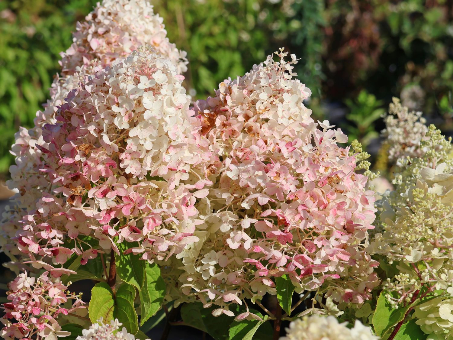 Rispenhortensie Royal Majestics 'Baby Lace' - Hydrangea paniculata Royal Majestics 'Baby Lace'