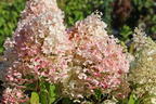 Rispenhortensie Royal Majestics 'Baby Lace' - Hydrangea paniculata Royal Majestics 'Baby Lace'