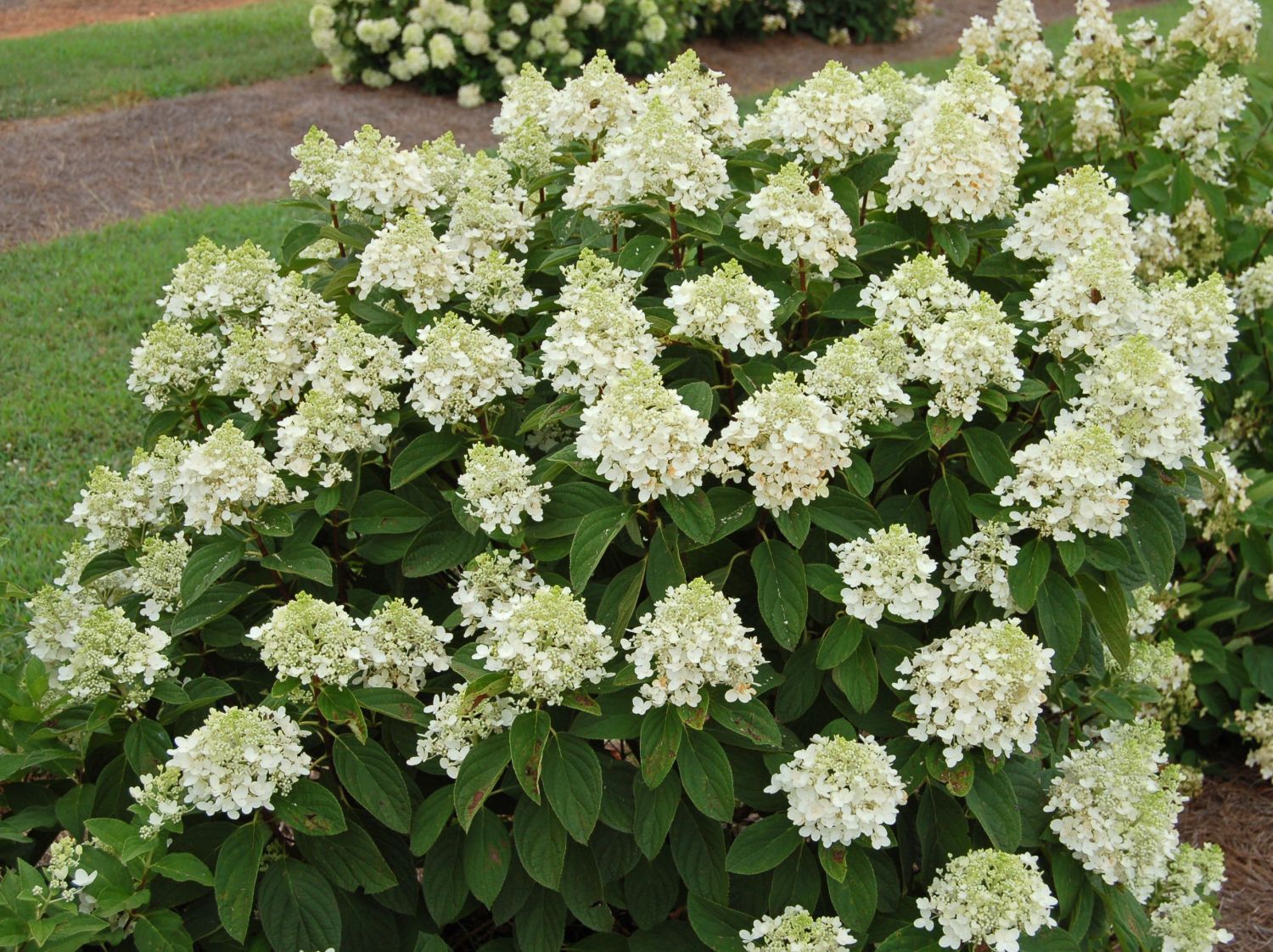 Rispenhortensie Royal Majestics 'Baby Lace' - Hydrangea paniculata Royal Majestics 'Baby Lace'