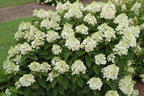 Rispenhortensie Royal Majestics 'Baby Lace' - Hydrangea paniculata Royal Majestics 'Baby Lace'