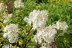 Rispenhortensie Royal Majestics 'Baby Lace' - Hydrangea paniculata Royal Majestics 'Baby Lace'