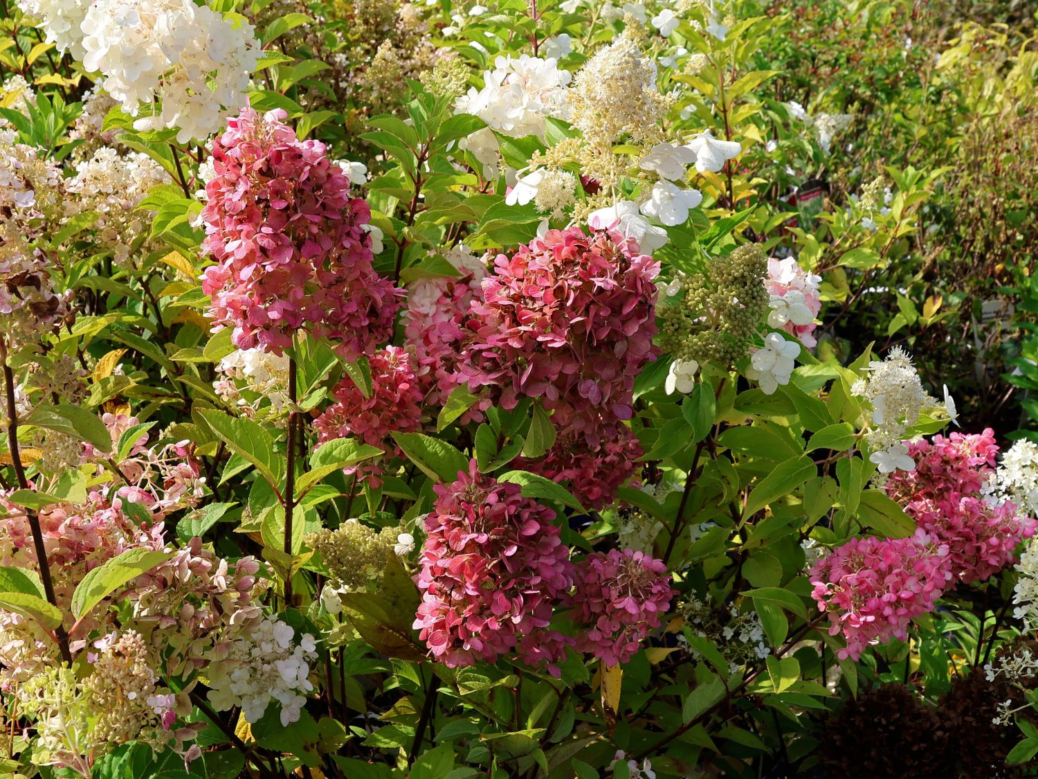 Rispenhortensie Royal Majestics 'Baby Lace' - Hydrangea paniculata Royal Majestics 'Baby Lace'