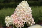 Rispenhortensie 'Skyfall' ® - Hydrangea paniculata 'Skyfall' ®