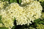 Rispenhortensie 'Skyfall' ® - Hydrangea paniculata 'Skyfall' ®