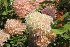 Rispenhortensie 'Skyfall' ® - Hydrangea paniculata 'Skyfall' ®