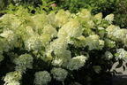 Rispenhortensie 'Skyfall' ® - Hydrangea paniculata 'Skyfall' ®