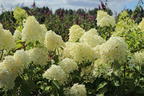 Rispenhortensie 'Skyfall' ® - Hydrangea paniculata 'Skyfall' ®