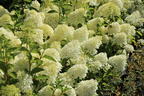 Rispenhortensie 'Skyfall' ® - Hydrangea paniculata 'Skyfall' ®