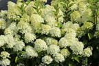 Rispenhortensie 'Skyfall' ® - Hydrangea paniculata 'Skyfall' ®