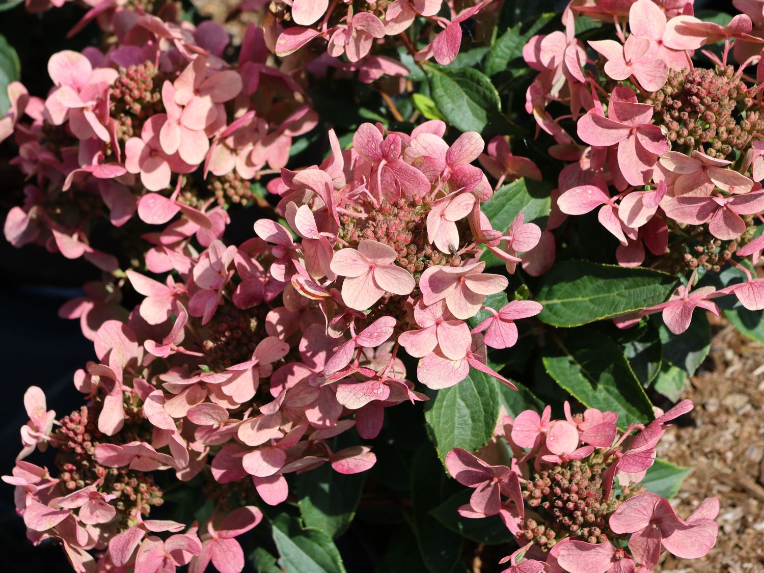 Hortensie Switch Ophelia Schneiden