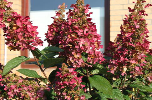 Rispenhortensie 'Wims Red' - Hydrangea paniculata 'Wims Red'
