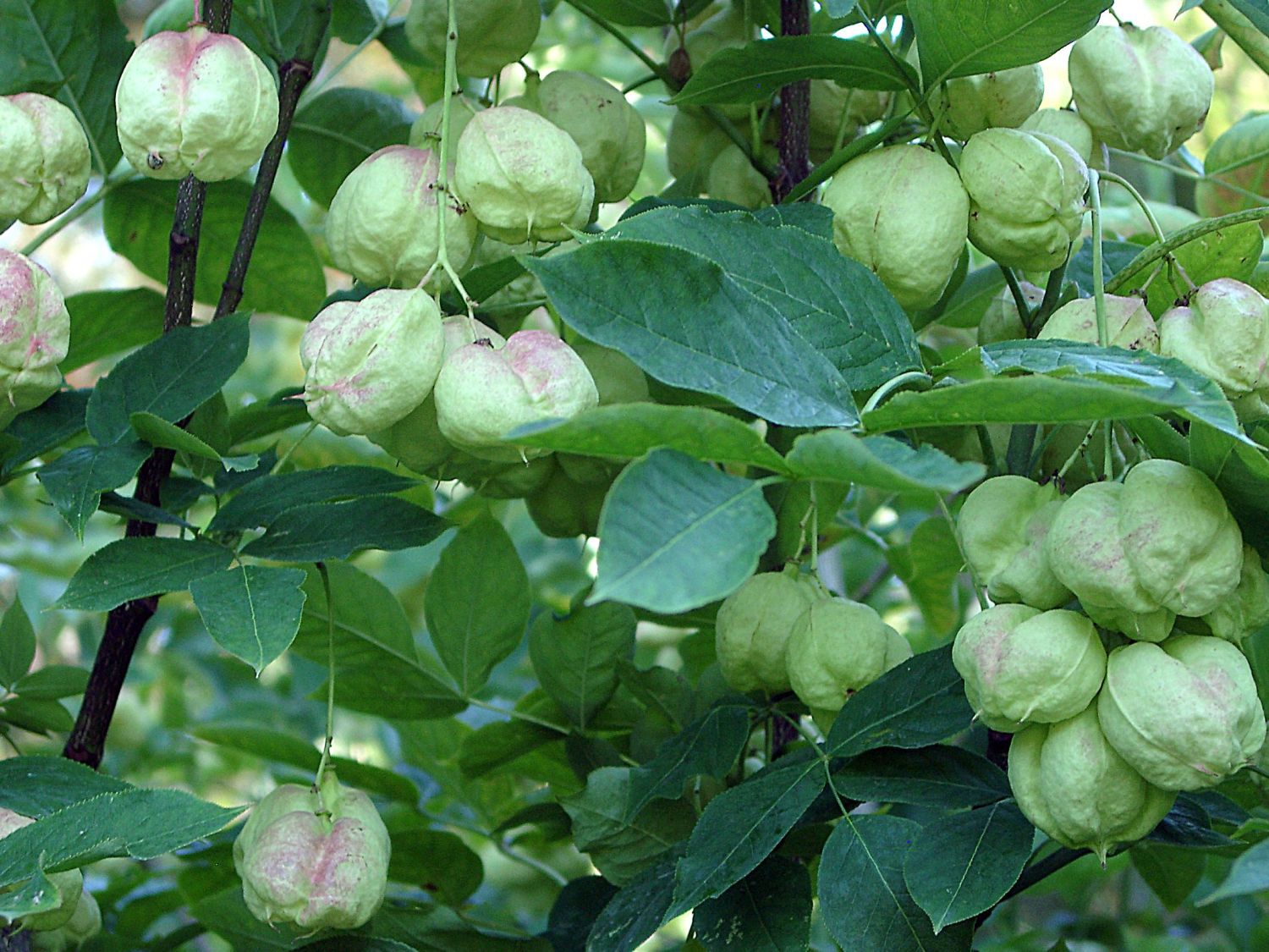 Pimpernussgewächse (Staphyleaceae)