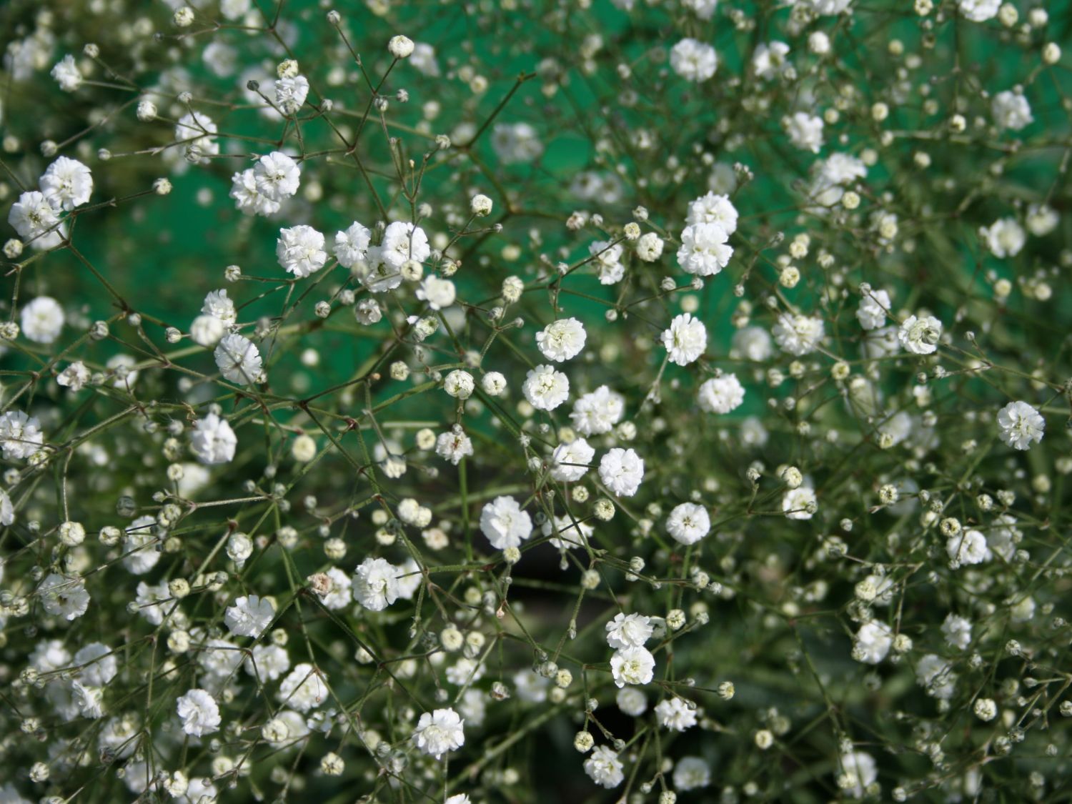 Rispiges Schleierkraut 'Bristol Fairy' - Gypsophila paniculata 'Bristol Fairy'