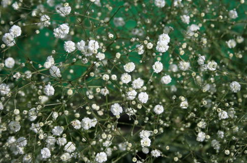 Rispiges Schleierkraut 'Bristol Fairy' - Gypsophila paniculata 'Bristol Fairy'