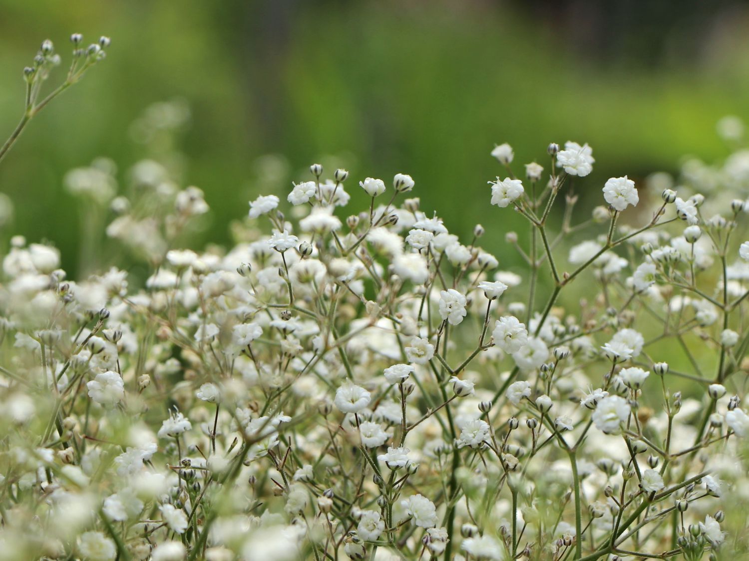 Rispiges Schleierkraut