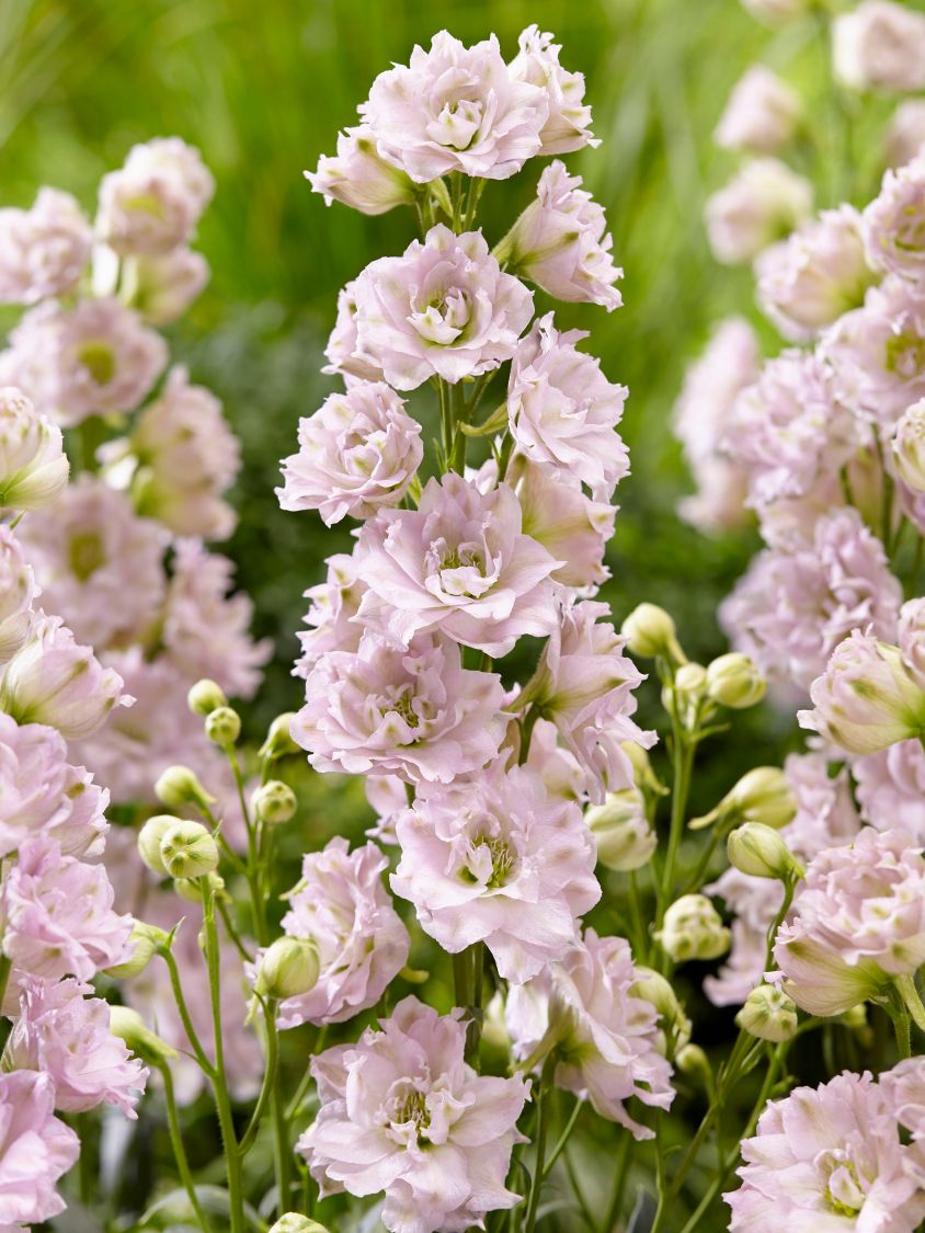 Rittersporn 'Cinderella' - Delphinium x elatum 'Cinderella'
