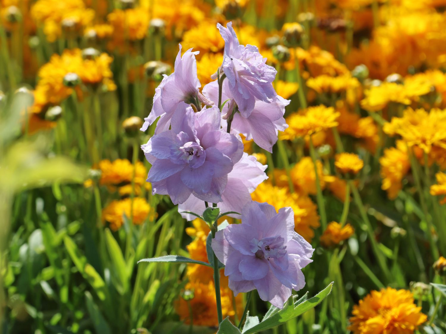 Rittersporn 'Cinderella' - Delphinium x elatum 'Cinderella'
