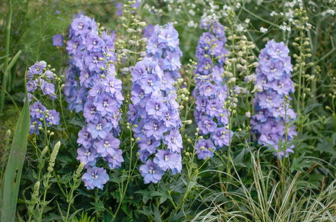 Rittersporn DELGENIUS ® 'Shelby' - Delphinium x elatum DELGENIUS ® 'Shelby'