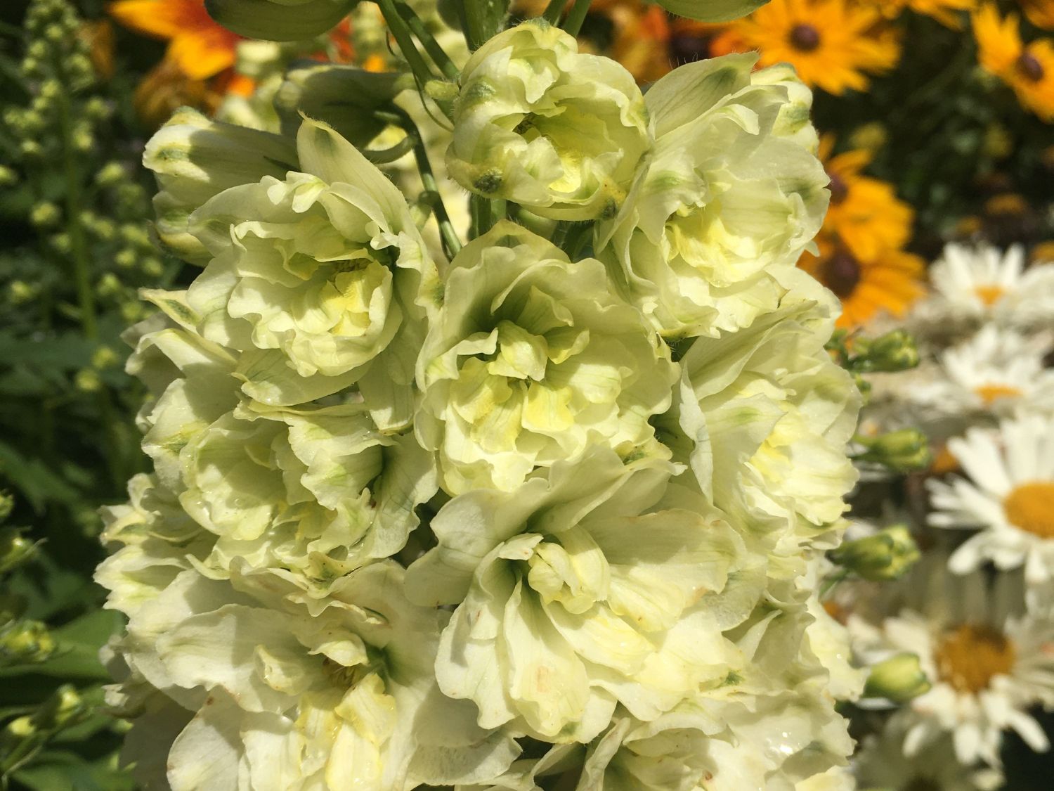 Rittersporn 'Sherbet Lemon'