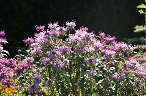 Röhrige Indianernessel - Monarda fistulosa