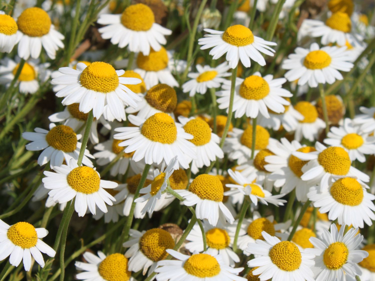 Römische Kamillen (Chamaemelum)