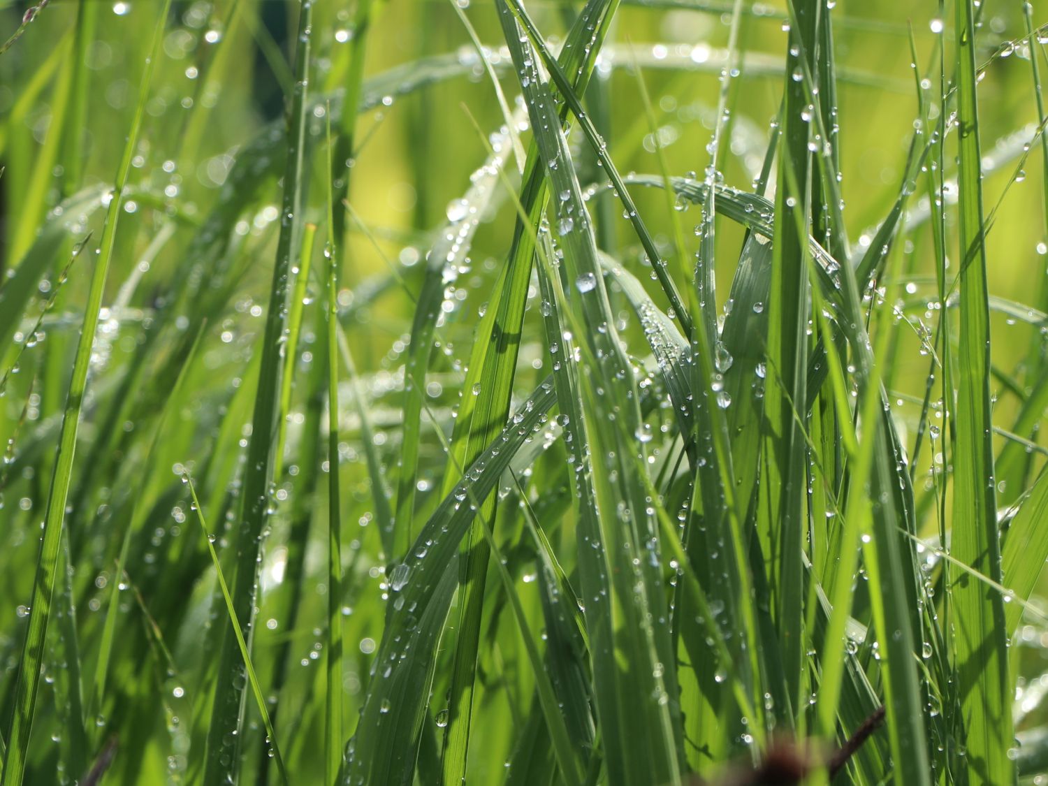 Rohr Pfeifengras - Molinia arundinacea