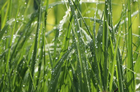 Rohr Pfeifengras - Molinia arundinacea