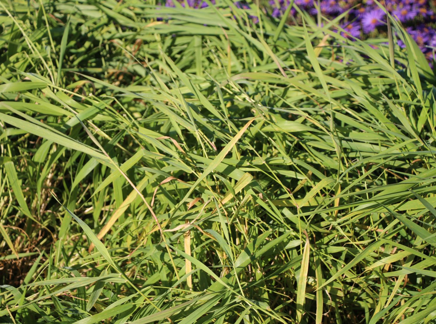 Rohrglanzgras - Phalaris arundinacea