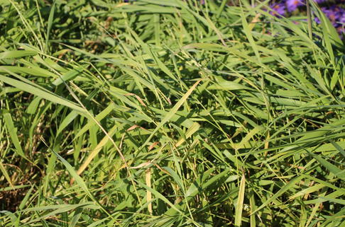 Rohrglanzgras - Phalaris arundinacea