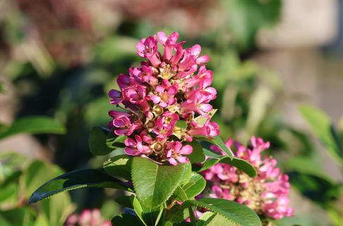 Rosa Andenstrauch 'Pink Elle' - Escallonia laevis 'Pink Elle'