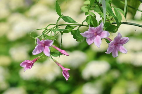 Rosa Duftjasmin - Jasminum x stephanense