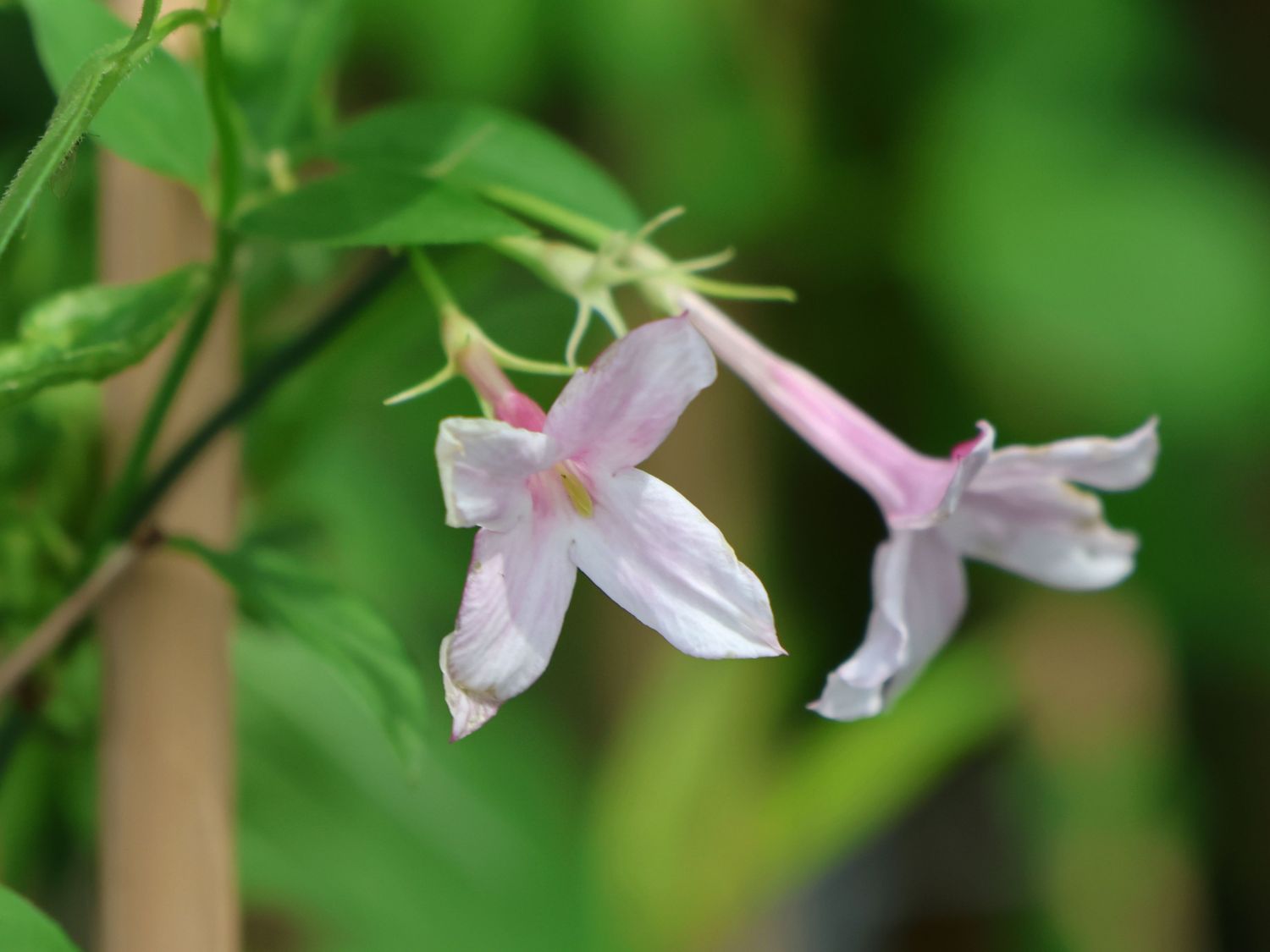 Rosa Duftjasmin - Jasminum x stephanense