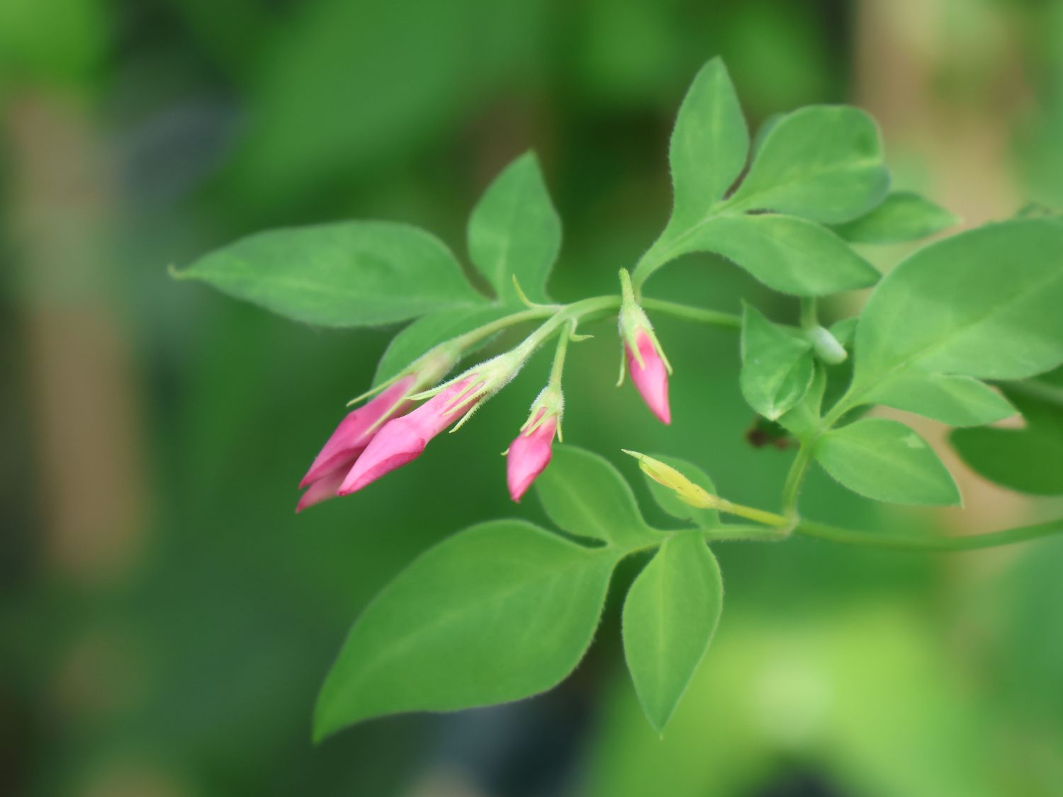 Rosa Duftjasmin - Jasminum x stephanense