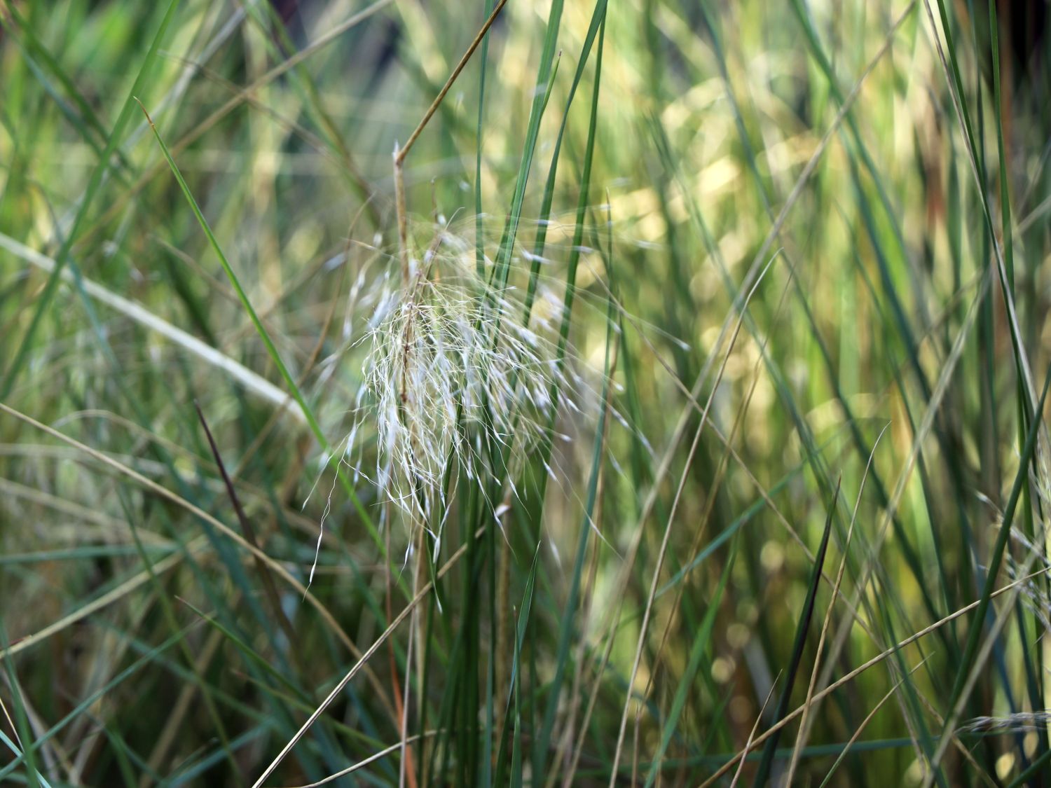 Muhlenbergia (Muhlenbergia)