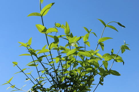 Rosa Jasmin - Jasminum beesianum