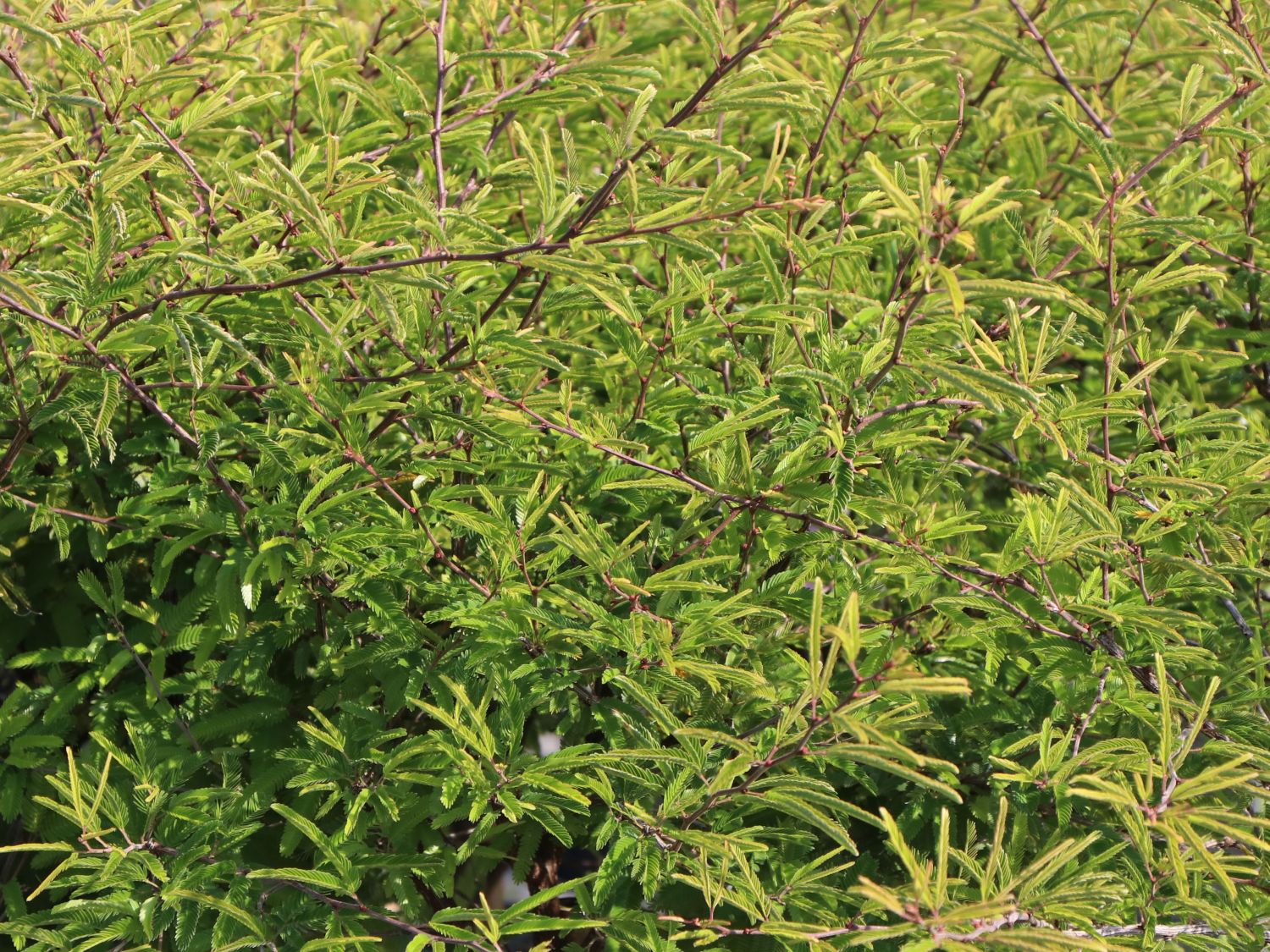 Rosa Puderquastenstrauch 'Dixie Pink' - Calliandra surinamensis 'Dixie Pink'