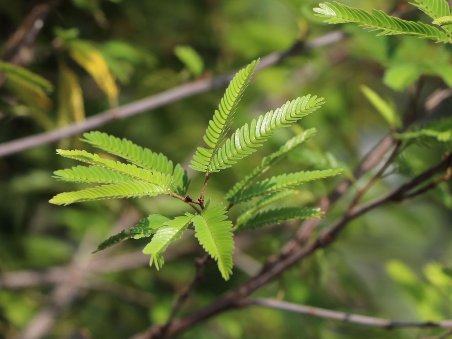 Rosa Puderquastenstrauch 'Dixie Pink' - Calliandra surinamensis 'Dixie Pink'
