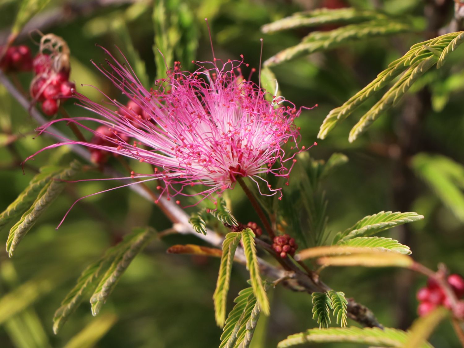 Rosa Puderquastenstrauch 'Dixie Pink' - Calliandra surinamensis 'Dixie Pink'
