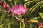 Rosa Puderquastenstrauch 'Dixie Pink' - Calliandra surinamensis 'Dixie Pink'