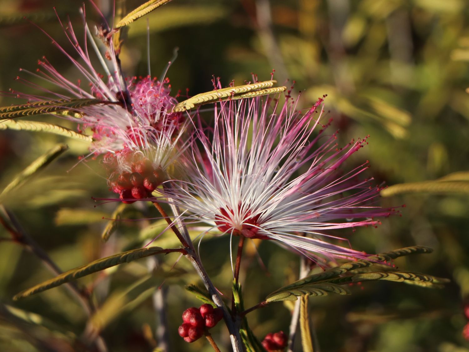 Rosa Puderquastenstrauch 'Dixie Pink' - Calliandra surinamensis 'Dixie Pink'