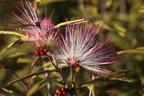 Rosa Puderquastenstrauch 'Dixie Pink' - Calliandra surinamensis 'Dixie Pink'