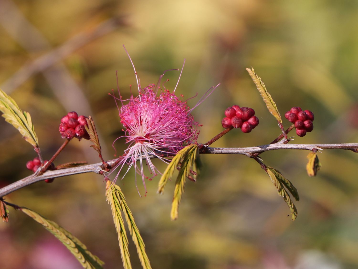 Rosa Puderquastenstrauch 'Dixie Pink' - Calliandra surinamensis 'Dixie Pink'