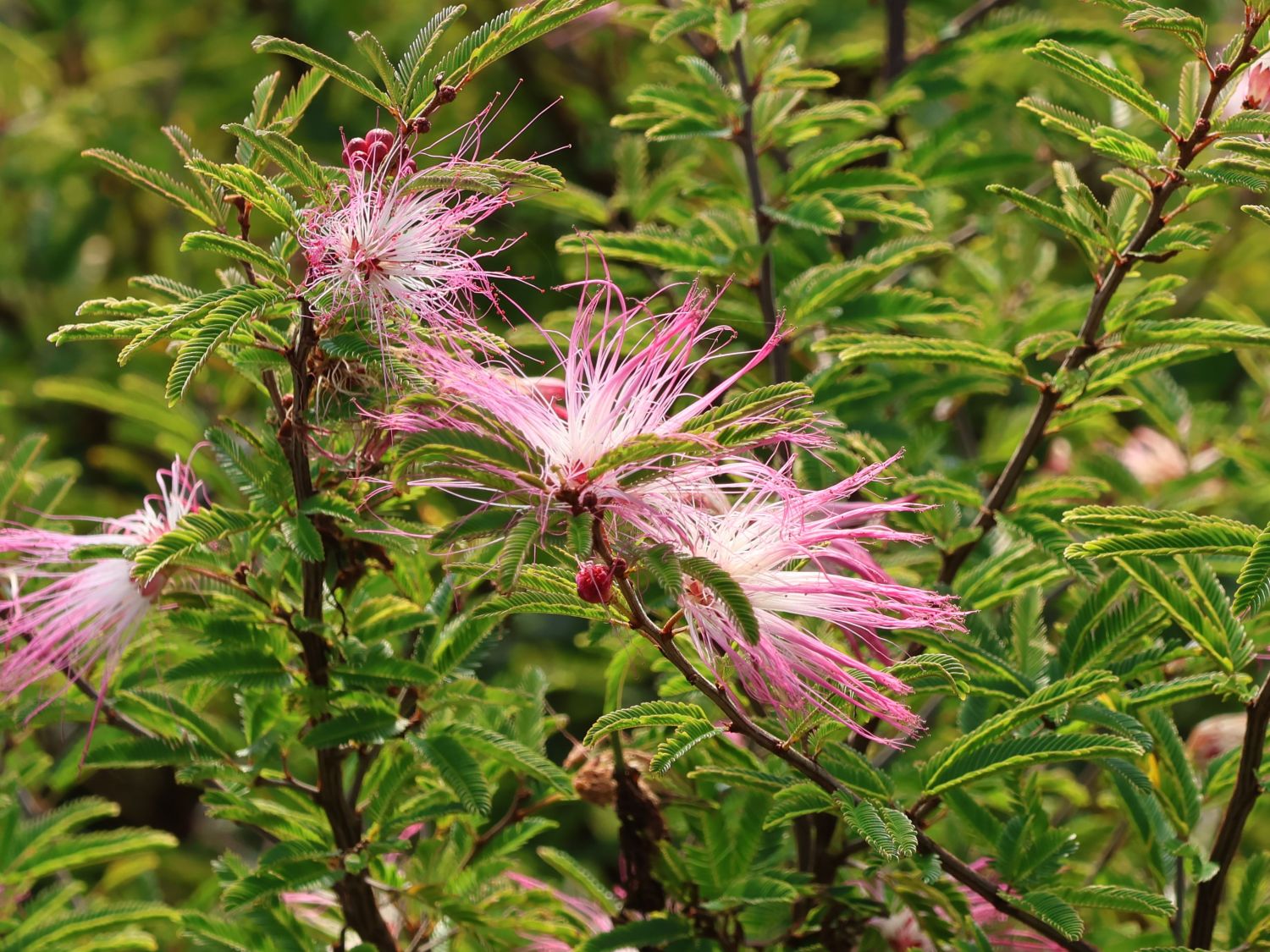 Rosa Puderquastenstrauch 'Dixie Pink' - Calliandra surinamensis 'Dixie Pink'