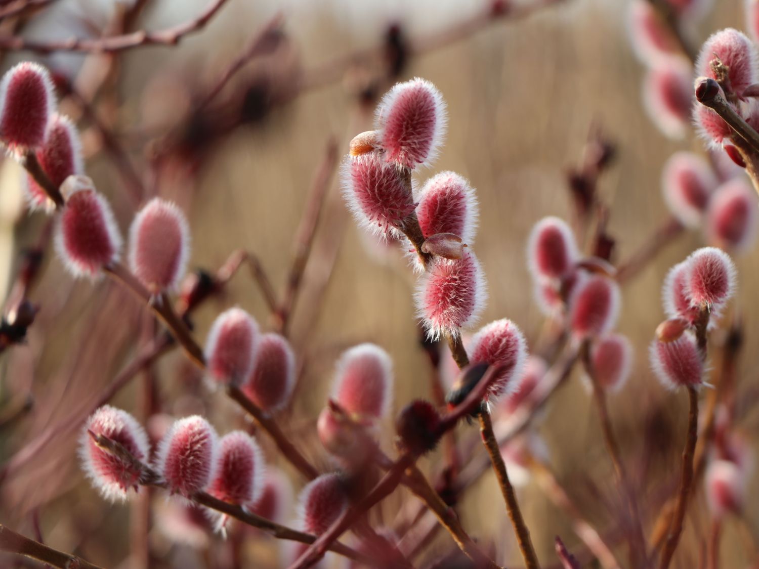 Rosa Riesen-Salweide 'Mount Aso' - Salix gracilistyla 'Mount Aso'