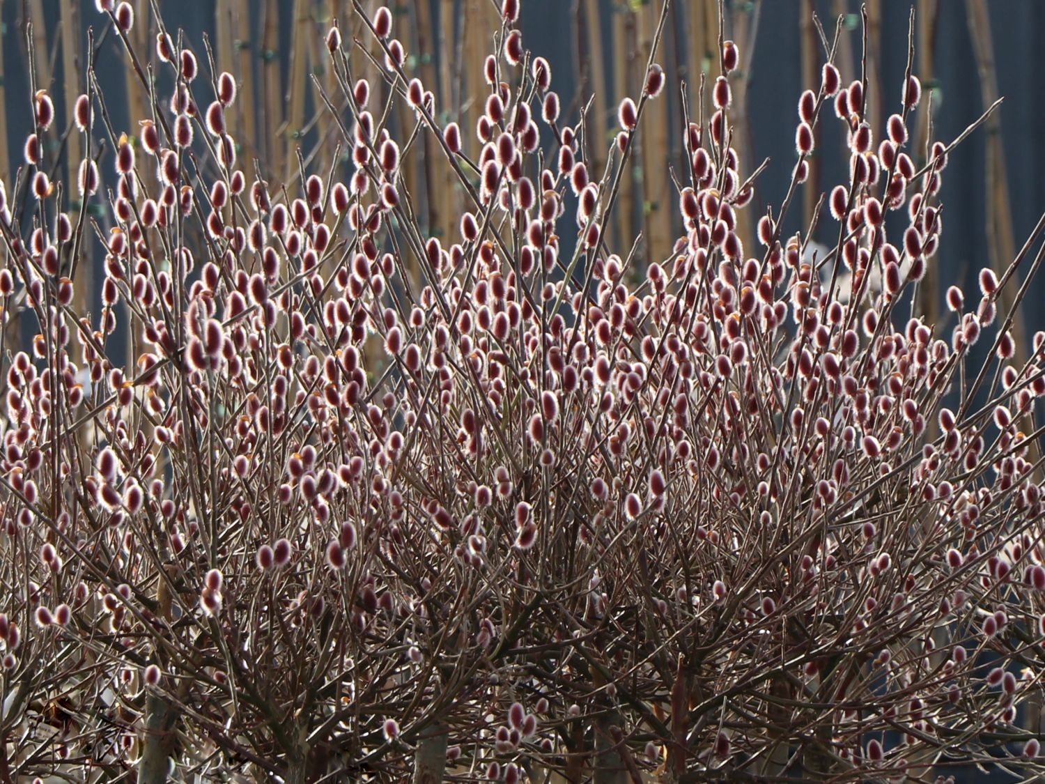 Rosa Riesen-Salweide 'Mount Aso' - Salix gracilistyla 'Mount Aso'