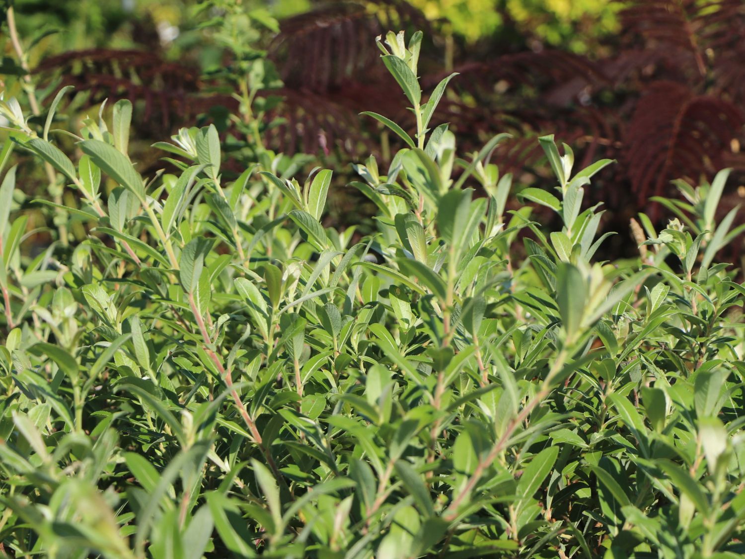 Rosa Riesen-Salweide 'Mount Aso' - Salix gracilistyla 'Mount Aso'